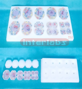 ADVANCED ANIMAL MITOSIS MODELS